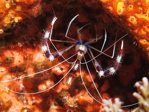 Marine invertebrates exported by Rafiki Marine from Mombasa, Kenya's reef ecosystems