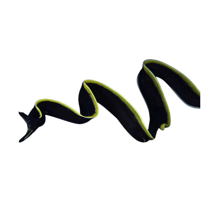 Black Ribbon Eel (Rhinomuraena quaesita) – ornamental fish exported by Rafiki Marine, Mombasa