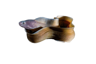 Red Peppered Moray (Siderea picta) – ornamental fish exported by Rafiki Marine, Mombasa