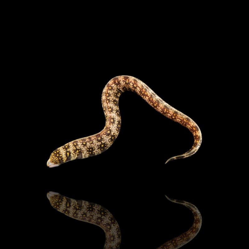 Snowflake Moray Eel (Echidna nebulosa) – ornamental fish exported by Rafiki Marine, Mombasa