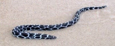 Tessellate Moray (Gymnothorax favagineus) – ornamental fish exported by Rafiki Marine, Mombasa