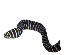 Zebra Eel (Echidna zebra) – ornamental fish exported by Rafiki Marine, Mombasa