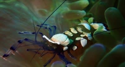 Anemone Shrimp (Periclimenes sp.) – ornamental fish exported by Rafiki Marine, Mombasa
