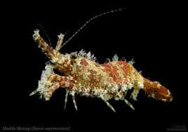 Marble Shrimp (Saron marmoratus) – ornamental fish exported by Rafiki Marine, Mombasa