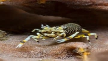 Striped Bumblebee Shrimp (Gnathophyllum americanum) – ornamental fish exported by Rafiki Marine, Mombasa