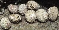 Paradise Snail (Lunella coronata) – ornamental fish exported by Rafiki Marine, Mombasa
