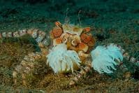 Lybia Boxing Crab (Lybia tesselata) – ornamental fish exported by Rafiki Marine, Mombasa