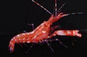 Pistol Shrimp (Alpheus sp.) – ornamental fish exported by Rafiki Marine, Mombasa