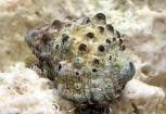 Needle Sea Snail (Cerithium caeruleum) – ornamental fish exported by Rafiki Marine, Mombasa