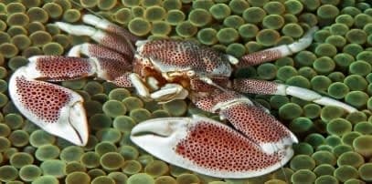 Porcelain Crab (Petrolisthes sp.) – ornamental fish exported by Rafiki Marine, Mombasa