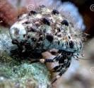 Spotted Trapezia Crab (Trapezia ferruginea) – ornamental fish exported by Rafiki Marine, Mombasa