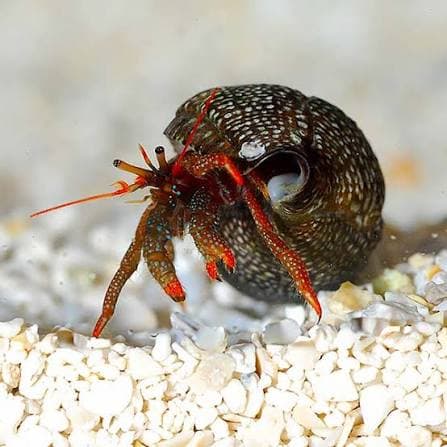 Hermit Crab (Clibanarius sp.) – ornamental fish exported by Rafiki Marine, Mombasa