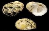 Turbo Grazer (Nerita sp.) – ornamental fish exported by Rafiki Marine, Mombasa