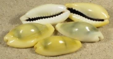Cowrie Shell (Cypraea moneta) – ornamental fish exported by Rafiki Marine, Mombasa