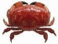 Jumbo Crab (Atergatis sp.) – ornamental fish exported by Rafiki Marine, Mombasa