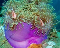Ritteri Anemone (Heteractis magnifica) – ornamental fish exported by Rafiki Marine, Mombasa
