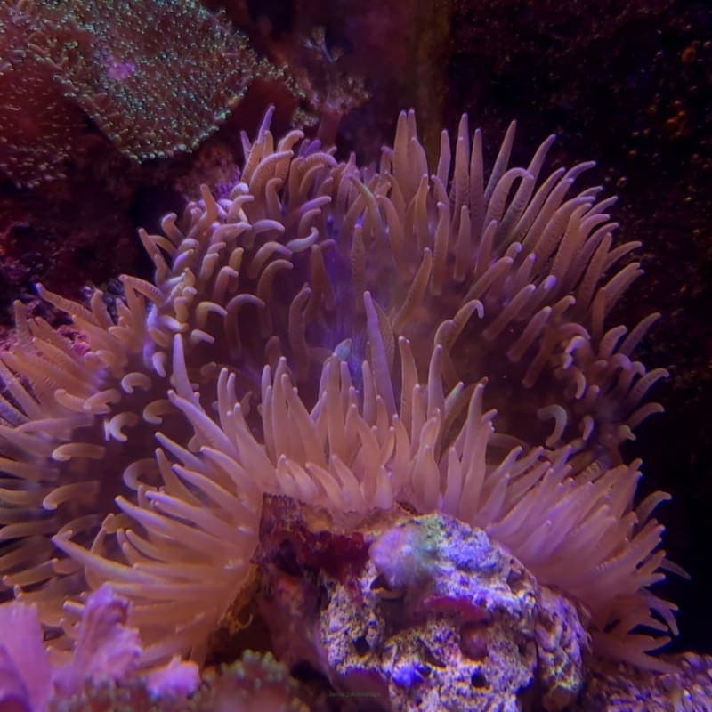 Sand Anemone (Telia sp.) – ornamental fish exported by Rafiki Marine, Mombasa