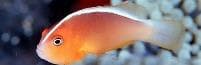 Skunk-striped Anemonefish (Amphiprion akallopisos) – ornamental fish exported by Rafiki Marine, Mombasa
