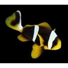 Allard's Clownfish (Amphiprion allardi) – ornamental fish exported by Rafiki Marine, Mombasa