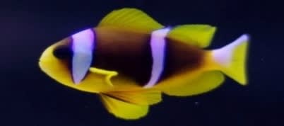 Yellow-bellied Anemonefish (Amphiprion chrysogaster) – ornamental fish exported by Rafiki Marine, Mombasa