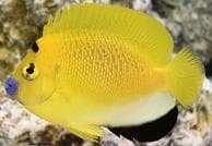 Three-spot Angelfish (Apolemichthys trimaculatus) – ornamental fish exported by Rafiki Marine, Mombasa