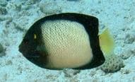 Red Sea Angelfish (Apolemichthys xanthotis) – ornamental fish exported by Rafiki Marine, Mombasa