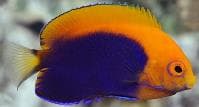 African Pygmy Angel (Centropyge acanthops) – ornamental fish exported by Rafiki Marine, Mombasa