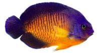 Coral Beauty (Centropyge bispinosus) – ornamental fish exported by Rafiki Marine, Mombasa