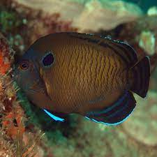 Dusky Cherub (Centropyge multispinis) – ornamental fish exported by Rafiki Marine, Mombasa