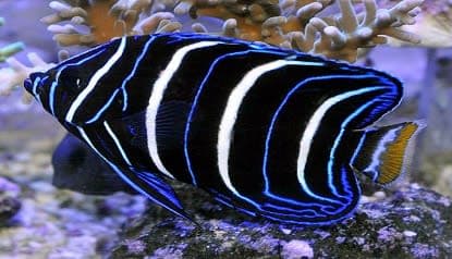 Gold-tail Angelfish (Pomacanthus chrysurus) – ornamental fish exported by Rafiki Marine, Mombasa