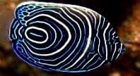 Emperor Angelfish (Pomacanthus imperator) – ornamental fish exported by Rafiki Marine, Mombasa