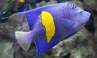 Blue Moon Angelfish (Pomacanthus maculosus) – ornamental fish exported by Rafiki Marine, Mombasa