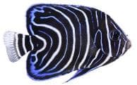 Koran Angelfish (Pomacanthus semicirculatus) – ornamental fish exported by Rafiki Marine, Mombasa