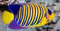 Regal Angelfish (Pygoplites diacanthus) – ornamental fish exported by Rafiki Marine, Mombasa