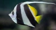 Bannerfish (Heniochus acuminatus) – ornamental fish exported by Rafiki Marine, Mombasa