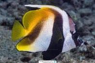 Masked Bannerfish (Heniochus monoceros) – ornamental fish exported by Rafiki Marine, Mombasa