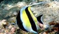 Moorish Idol (Zanclus cornutus) – ornamental fish exported by Rafiki Marine, Mombasa