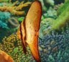 Orbicular Batfish (Platax orbicularis) – ornamental fish exported by Rafiki Marine, Mombasa