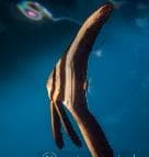 Long-finned Batfish (Platax teira) – ornamental fish exported by Rafiki Marine, Mombasa