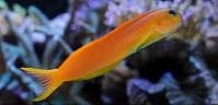 Midas Blenny (Ecsenius midas) – ornamental fish exported by Rafiki Marine, Mombasa