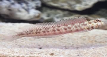 Orange-spotted Blenny (Blenniella chrysospilos) – ornamental fish exported by Rafiki Marine, Mombasa