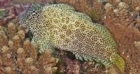 Leopard Rockskipper (Exallias brevis) – ornamental fish exported by Rafiki Marine, Mombasa