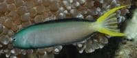 Mossambicus Blenny (Meiacanthus mossambicus) – ornamental fish exported by Rafiki Marine, Mombasa