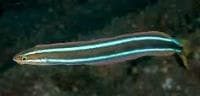 Cleaner Mimic Blenny (Plagiotremus rhinorhynchos) – ornamental fish exported by Rafiki Marine, Mombasa