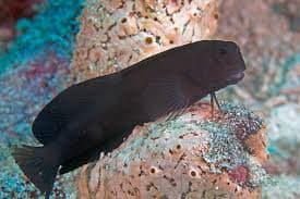 Black Rockskipper (Salarias fuscus) – ornamental fish exported by Rafiki Marine, Mombasa