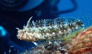 High-finned Blenny (Petroscirtes mitratus) – ornamental fish exported by Rafiki Marine, Mombasa