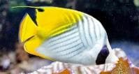 Threadfin Butterflyfish (Chaetodon auriga) – ornamental fish exported by Rafiki Marine, Mombasa