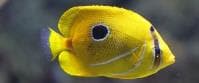 Bennett's Butterflyfish (Chaetodon bennetti) – ornamental fish exported by Rafiki Marine, Mombasa