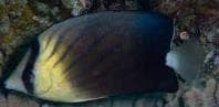Blackburn's Butterflyfish (Chaetodon blackburnii) – ornamental fish exported by Rafiki Marine, Mombasa