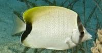 African Butterflyfish (Chaetodon dolosus) – ornamental fish exported by Rafiki Marine, Mombasa